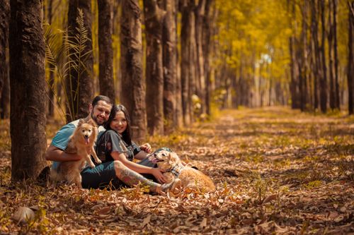 Free A joyful couple sitting with their dogs amidst fallen leaves in a sunlit forest, enjoying autumn vibes. Stock Photo