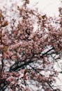 Cherry Blossom Tree With Blooming Flowers