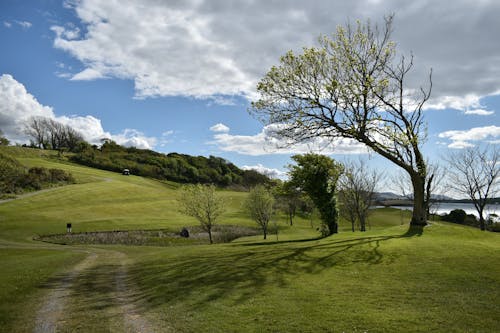 Landscape Scenery of Green Grass Field With Trees Under Blue Sky and White Clouds