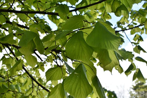 Free stock photo of green, green leaves, leaf Stock Photo