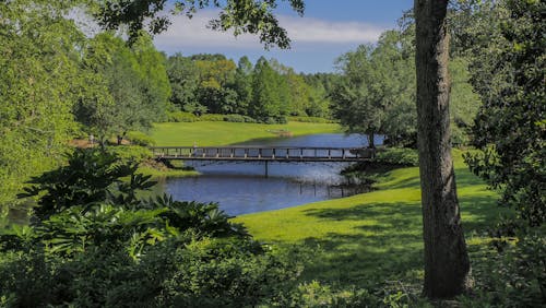 Gratis stockfoto met behang, Bos, brug