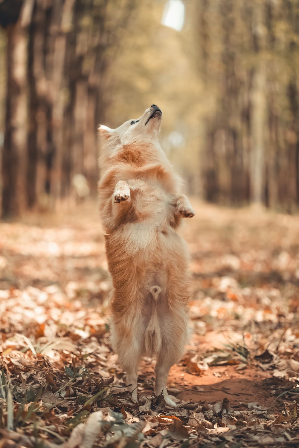 German Spitz, photo 4