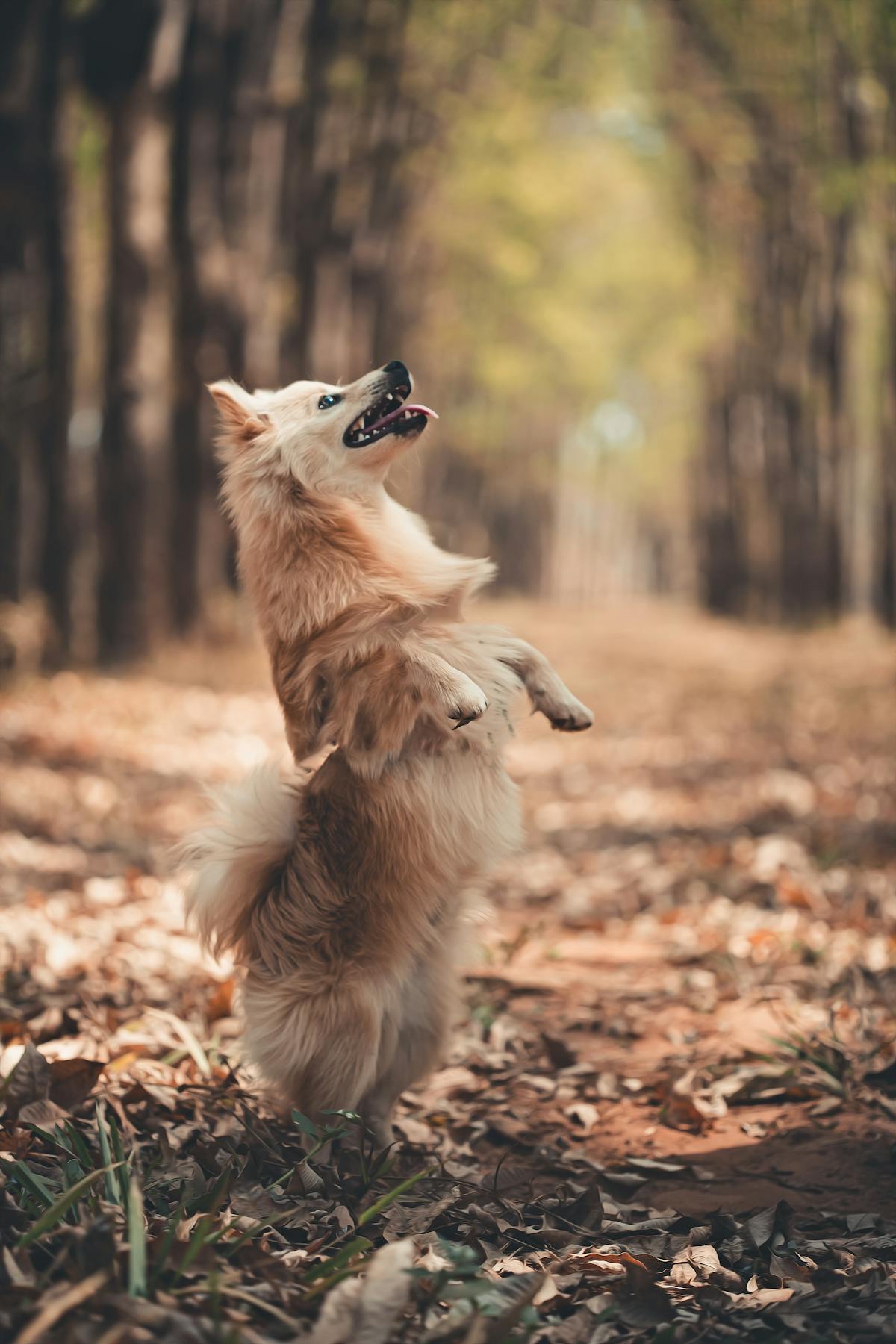 Crocodile lying on ground near water