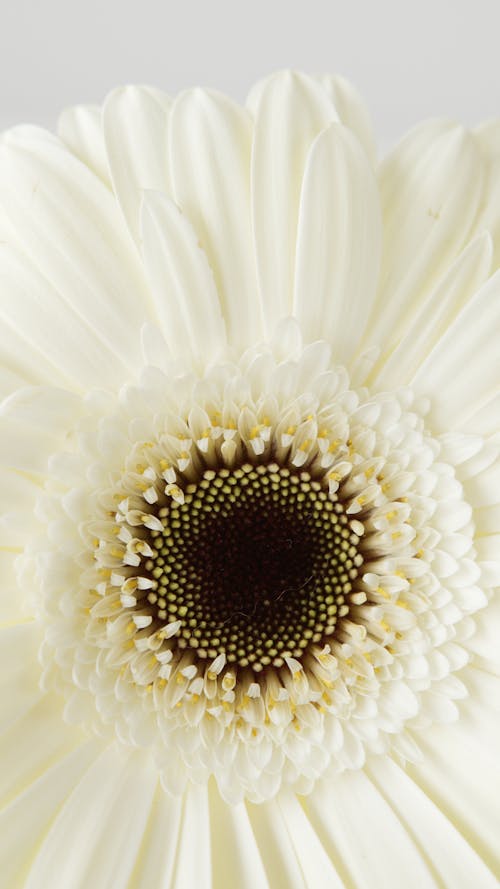 คลังภาพถ่ายฟรี ของ กลีบดอก, การถ่ายภาพดอกไม้, ดอกไม้สีขาว