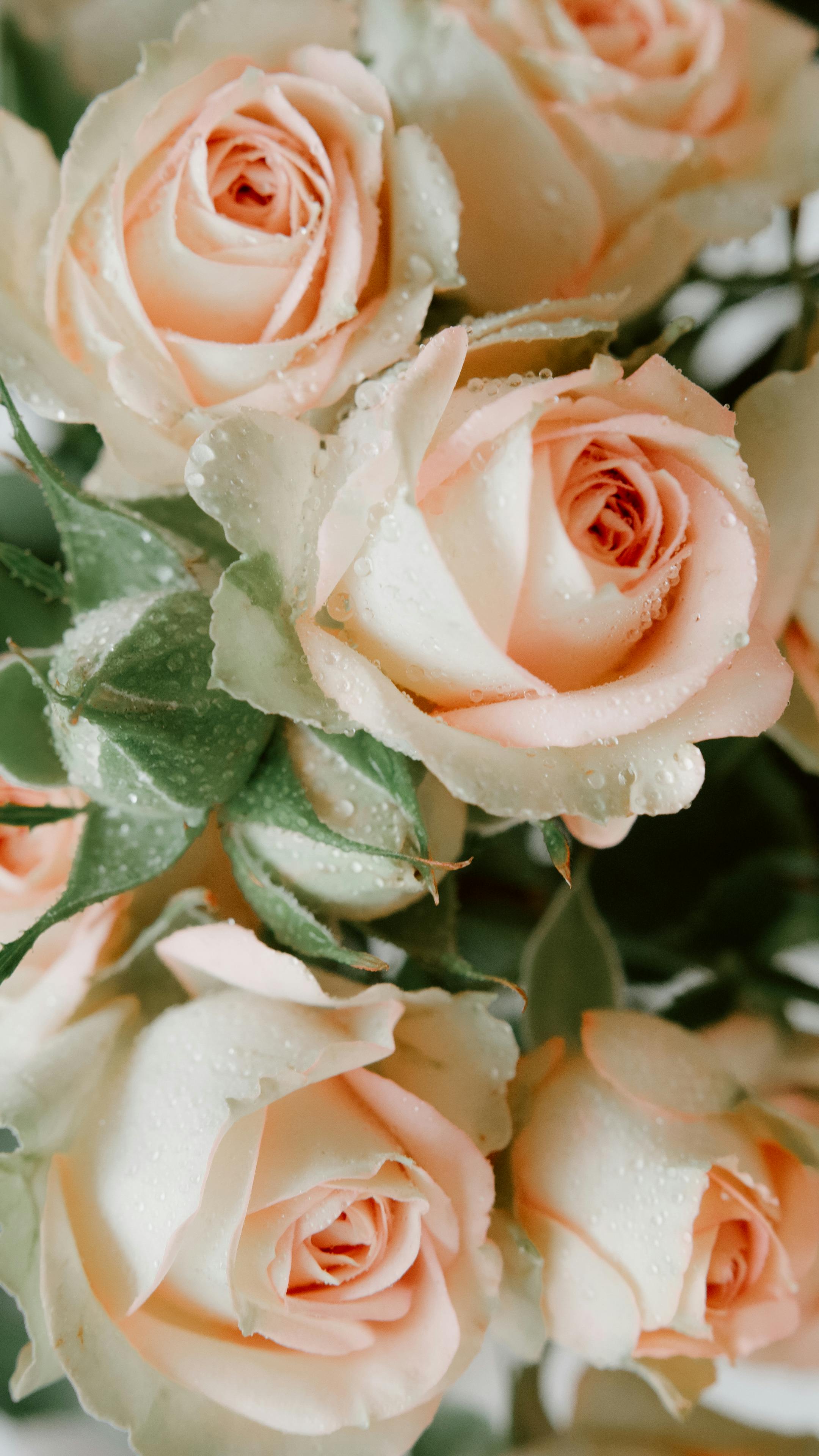 Delicate pale pink roses with dewdrops, captured in a close-up shot showcasing their beauty.