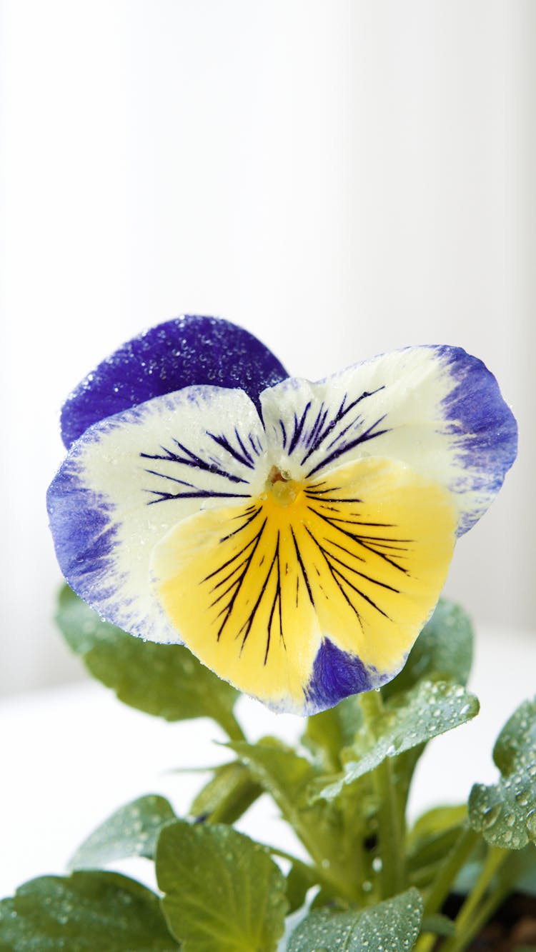 Close-Up Shot Of Blooming Pansy Flower