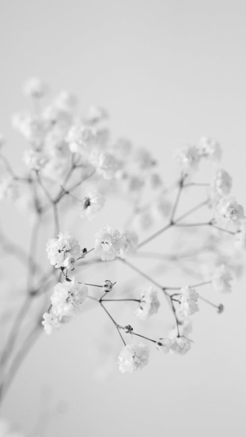 Ilmainen kuvapankkikuva tunnisteilla harmaasävyt, kasvikunta, kukka-valokuvaus