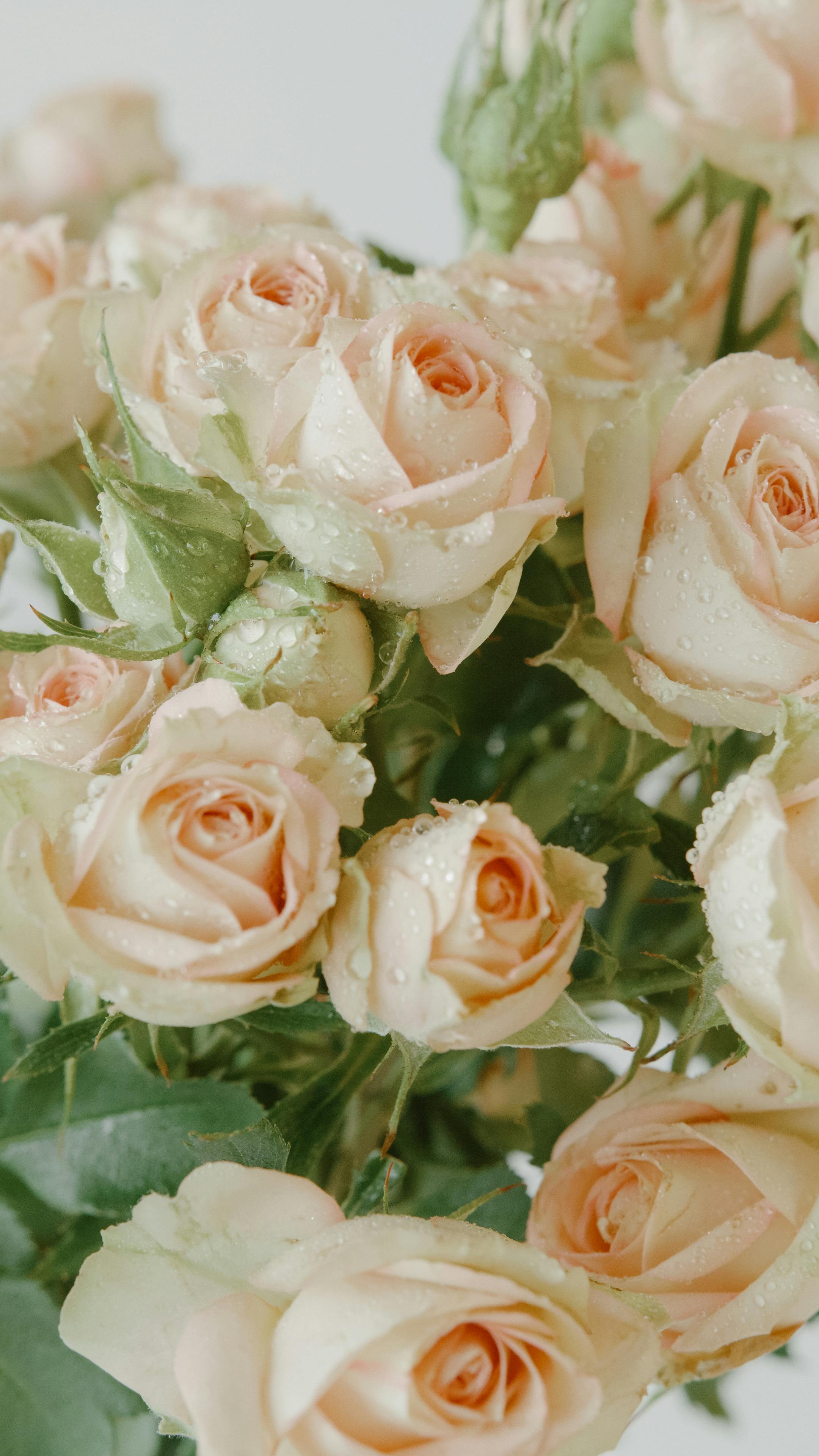 Tổng hợp 50 hình nền hoa hồng đẹp và lãng mạn nhất thế giới   thptlamnghiepeduvn