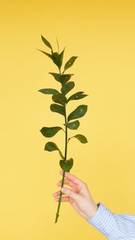 A hand holding a green leaf stem against a bold yellow background, showcasing minimalist style.