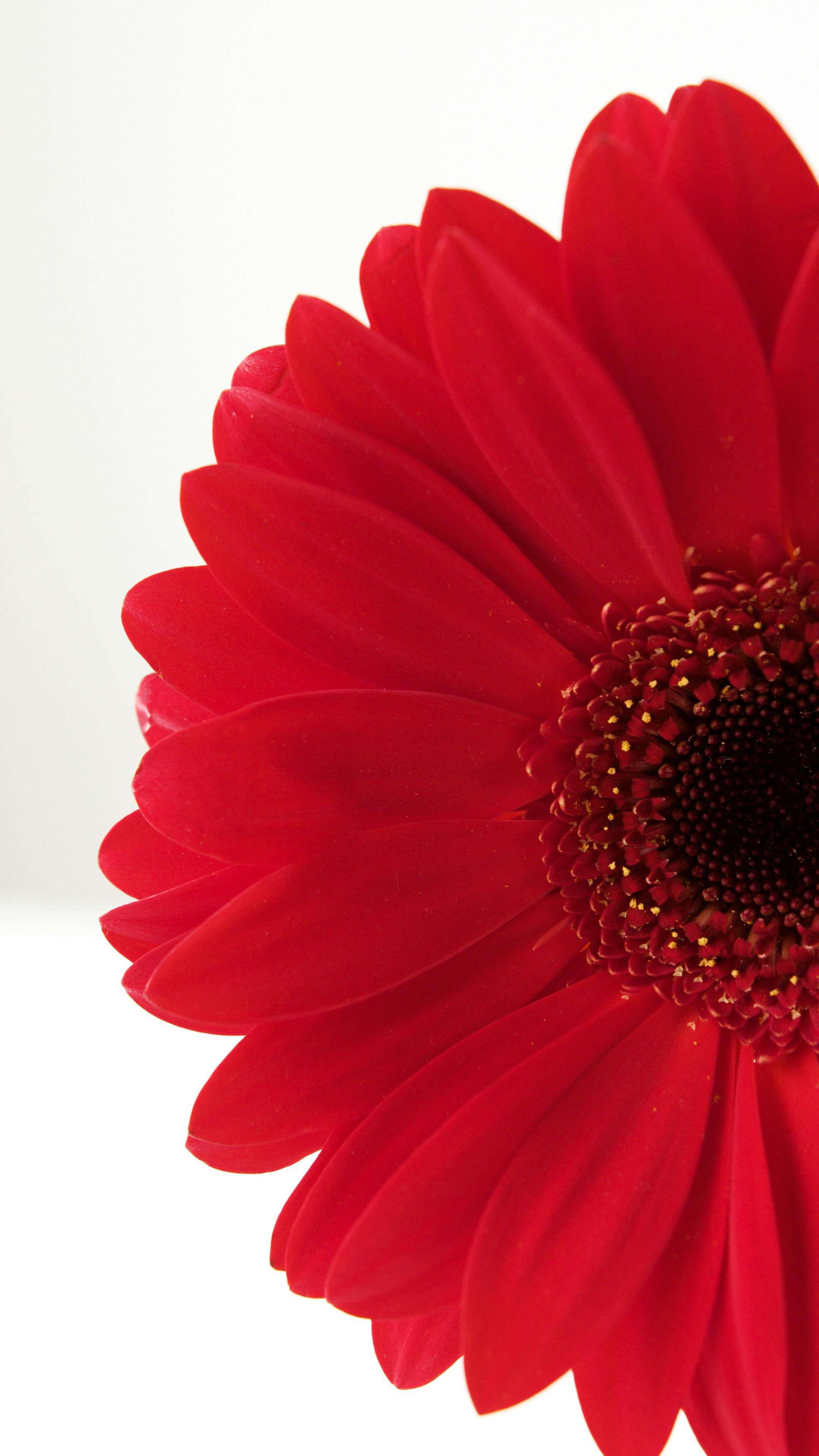 Red Flower in White Background · Free Stock Photo
