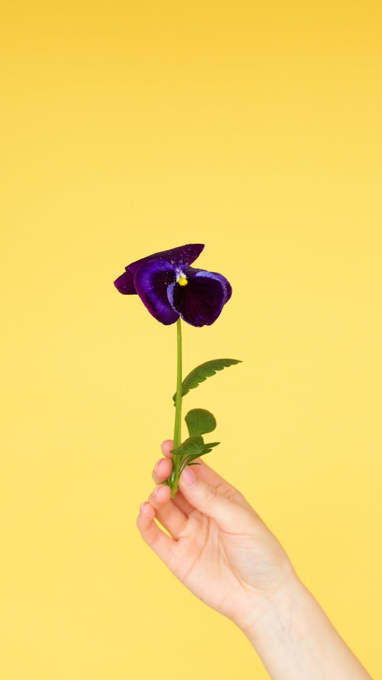 Person Holding A Violet Pansy Flower