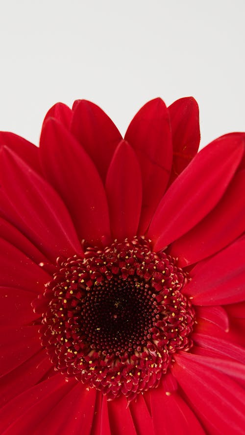 คลังภาพถ่ายฟรี ของ กลีบดอก, การถ่ายภาพดอกไม้, ดอกไม้สีแดง