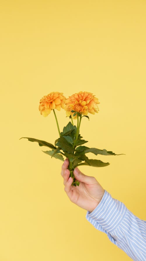 Foto d'estoc gratuïta de flors, fons groc, fotografia de flors