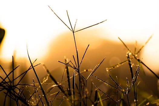 Close-up of dew-covered grass backlit by a warm sunrise, creating a serene natural scene.