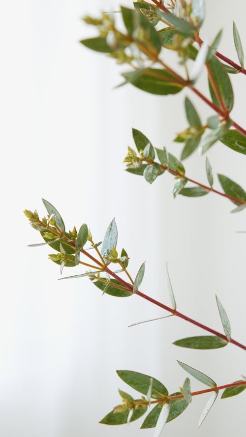 Free Close-up of a Plant Stock Photo