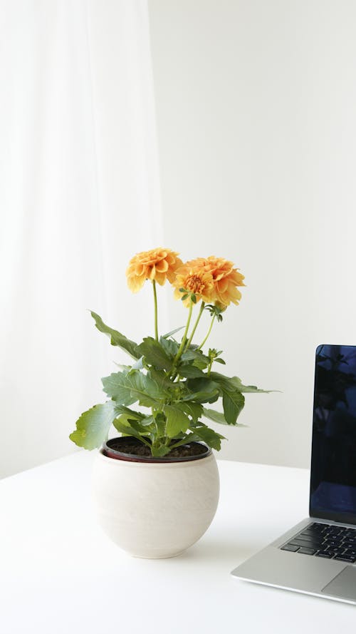 Kostenloses Stock Foto zu ästhetisch, flora, gelbe blumen