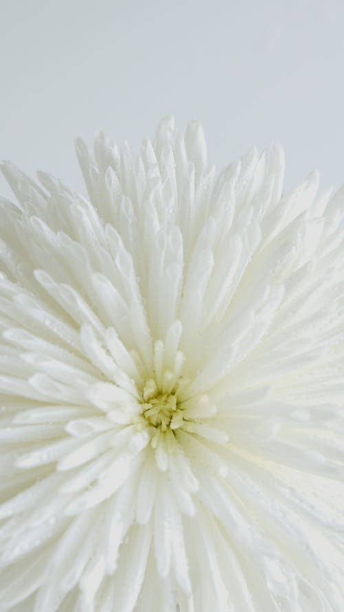 White Flower in Close Up Photography