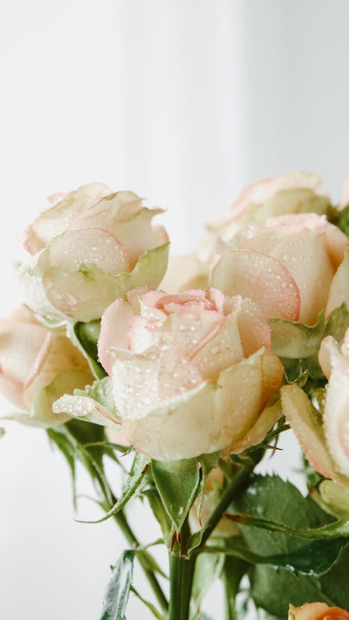 Roses in Close Up Photography