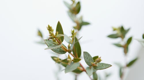 Close Up Photo of Green Leaves 