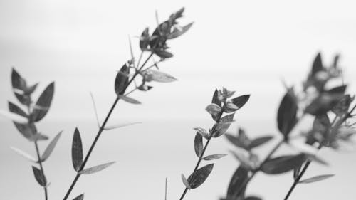 Free Black and White Photo of Plant Leaves Stock Photo