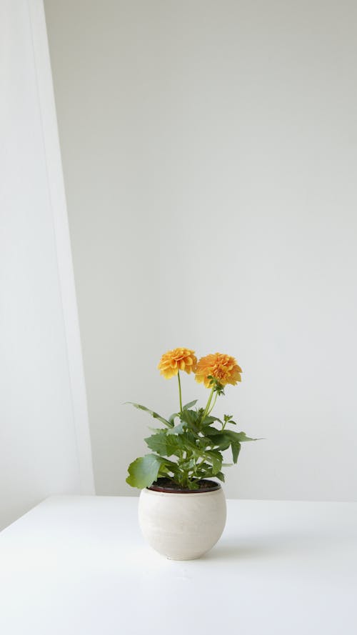 Gratis Immagine gratuita di fiori gialli, impianto, pentola Foto a disposizione