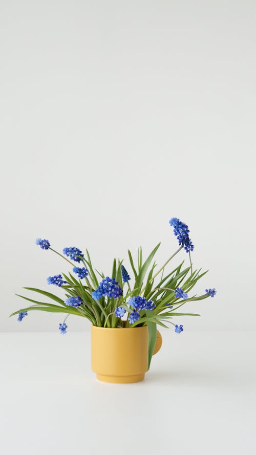 Free Grape Hyacinth Flowers in a Cup Stock Photo