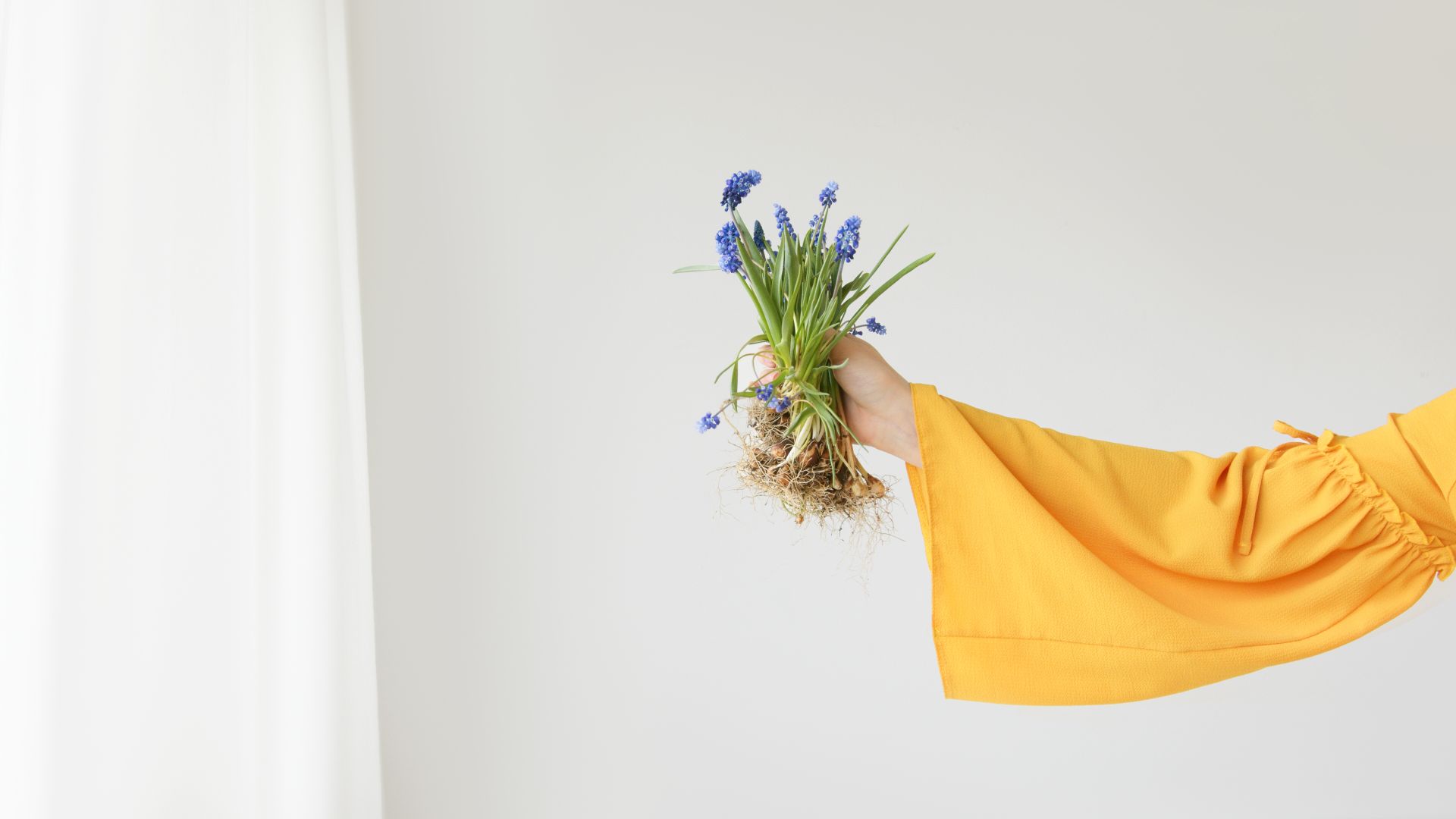 A hand in a yellow sleeve holds a grape hyacinth plant with roots exposed against a white backdrop.