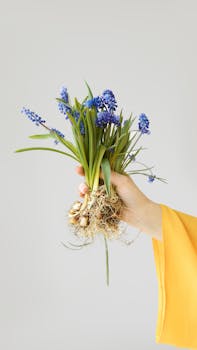 Hand holding a hyacinth plant showcasing its roots and vibrant blue flowers.