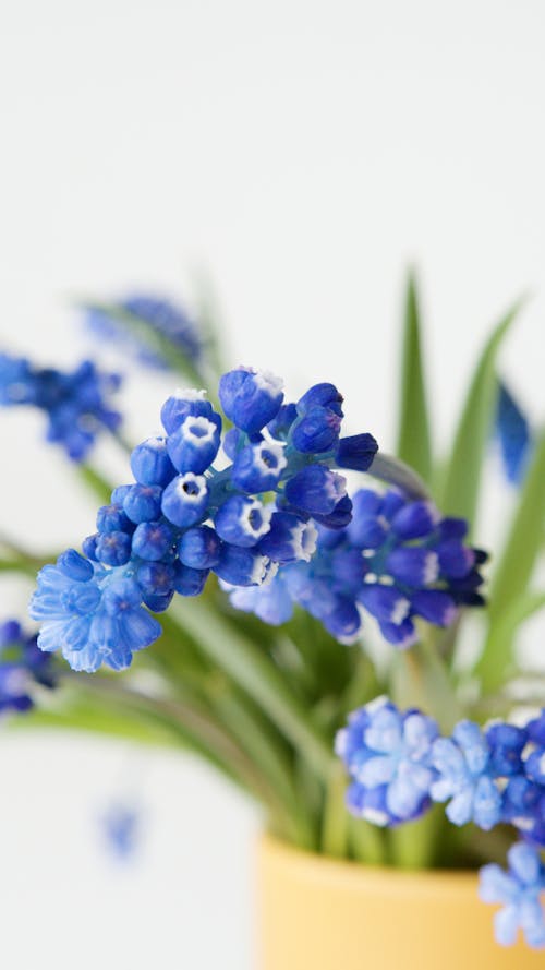 Close-Up Photo of Blue Hyacinth Flowers