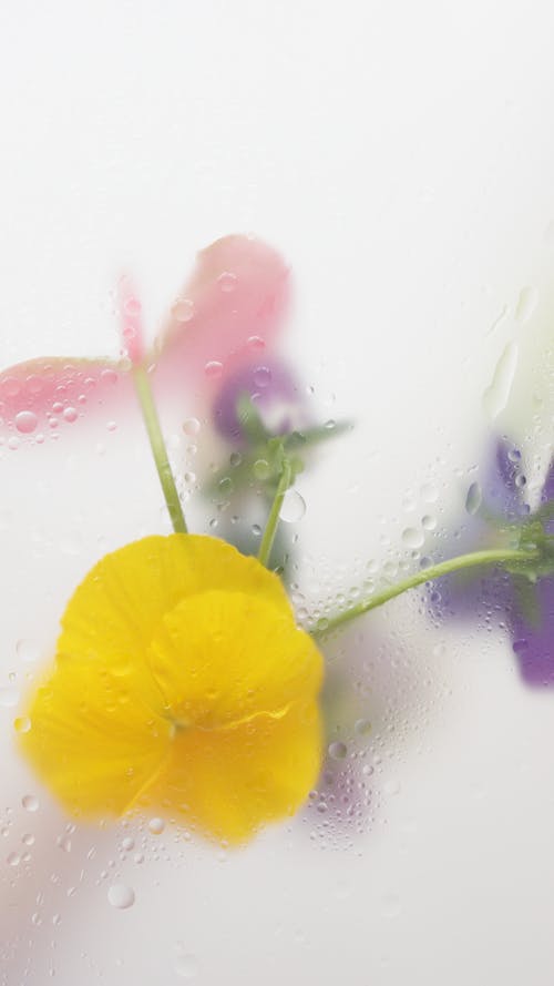 Photograph of a Yellow Flower Near Water Droplets