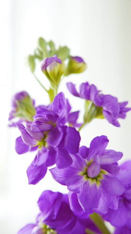 Bezpłatne Darmowe zdjęcie z galerii z delikatny, fioletowe kwiaty, flora Zdjęcie z galerii