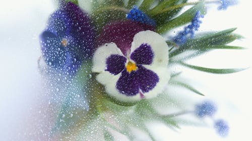 Close-up of a Pansy Flower on Damp Glass