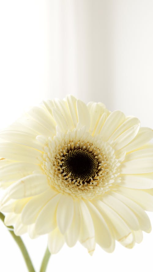Бесплатное стоковое фото с белый цветок, вертикальный выстрел, закрыть