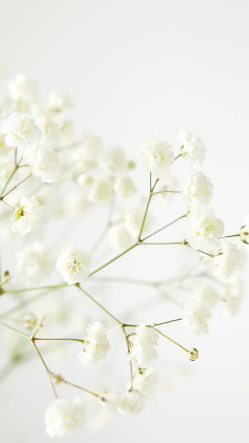 Close-Up Shot of White Flowers