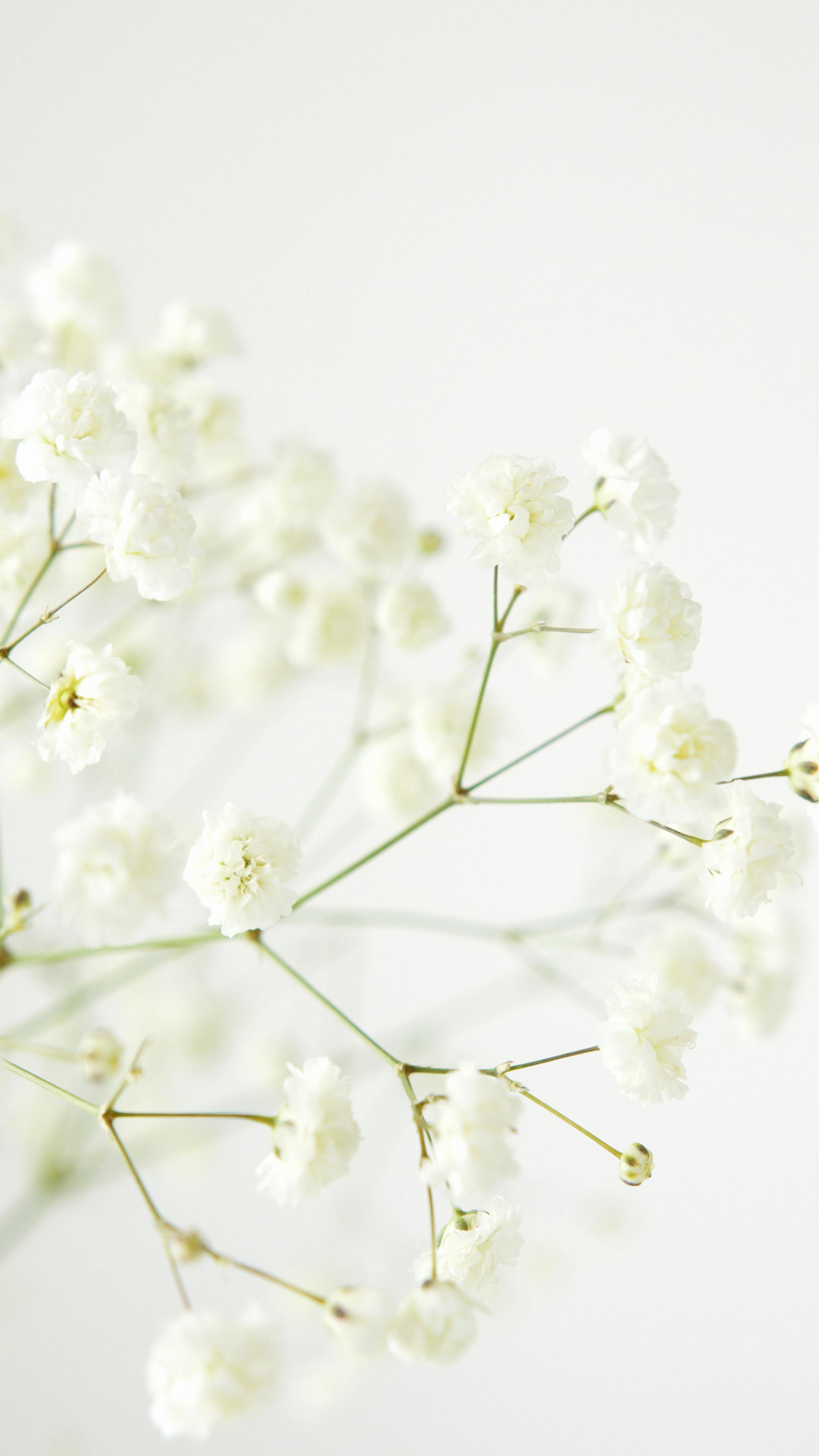 Hoa trắng - Sự trong sáng và tinh khiết được thể hiện tốt nhất bởi những loài hoa trắng. Hãy cùng chiêm ngưỡng các loại hoa trắng tuyệt đẹp trong các hình ảnh liên quan đến \