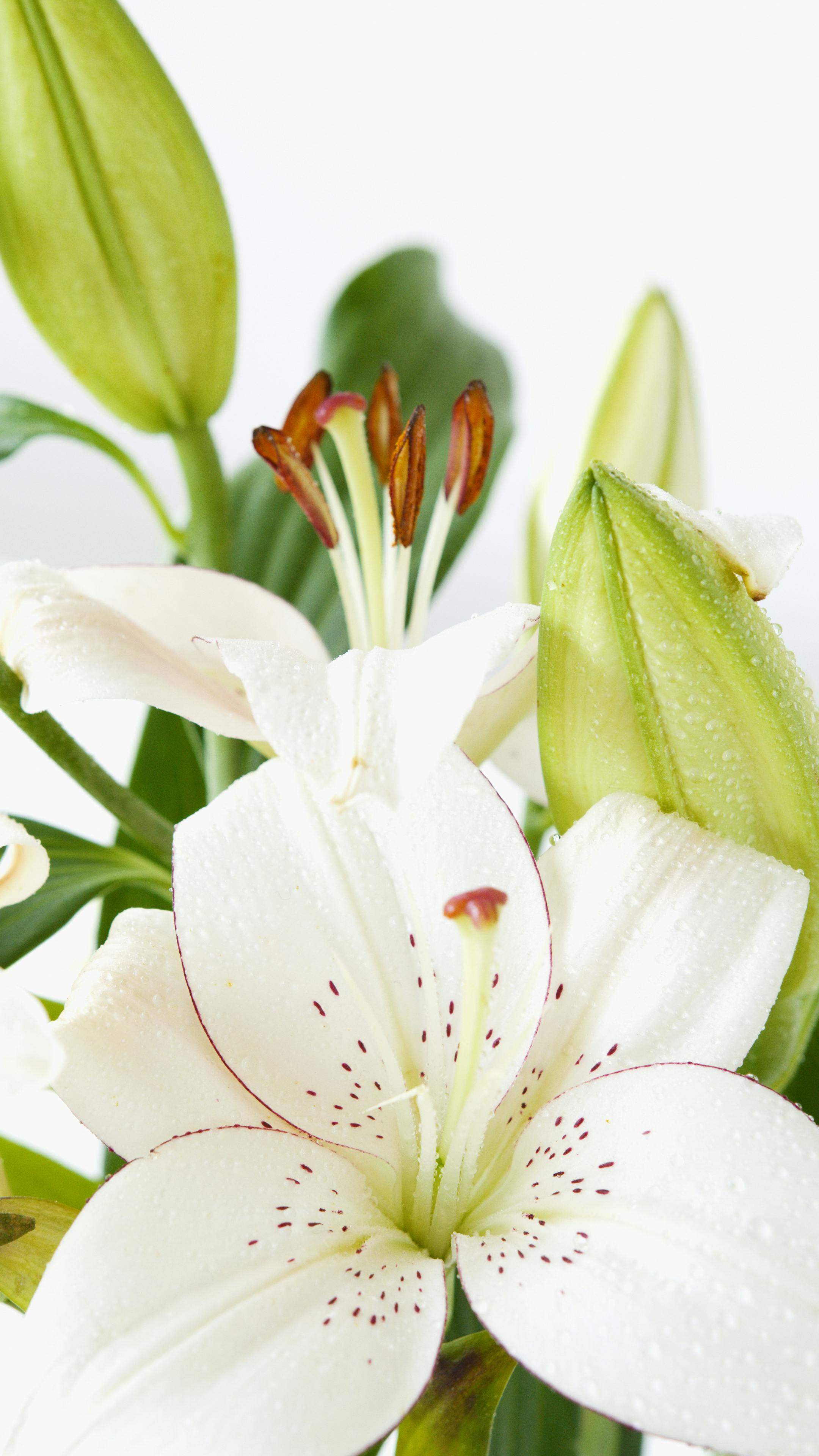 Detailed view of a blooming white lily with dew drops, highlighting natural beauty.