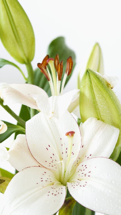 Free Close-Up Shot of White Lily in Bloom Stock Photo