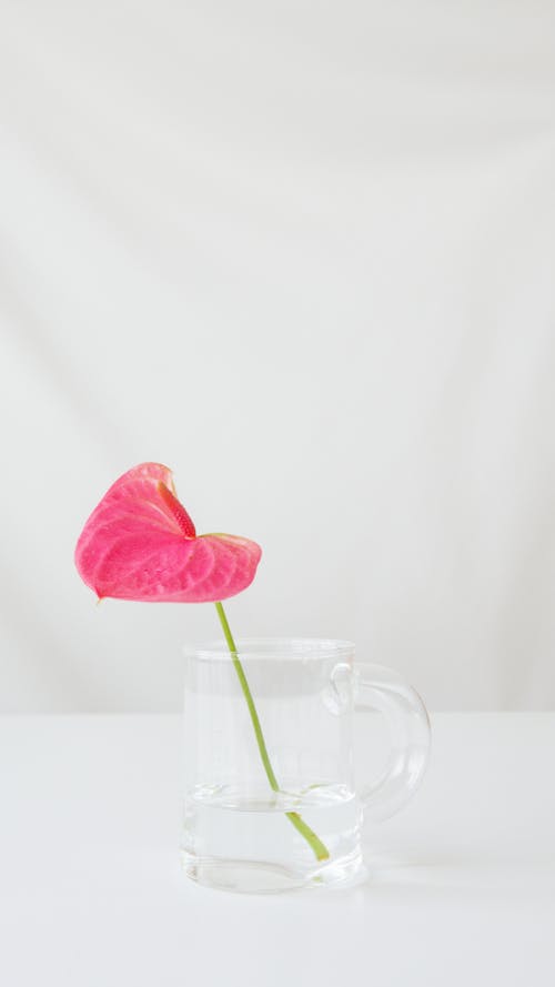 Gratis stockfoto met anthurium, bloem, minimalisme