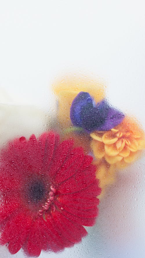 Photograph of Red and Yellow Flowers