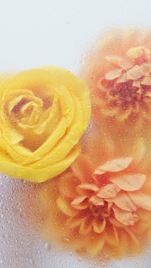 Photograph of Orange and Yellow Flowers Behind a Glass