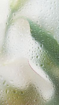 A window covered with dewdrops, softly blurring the colorful plants behind it, creating a refreshing and serene visual.