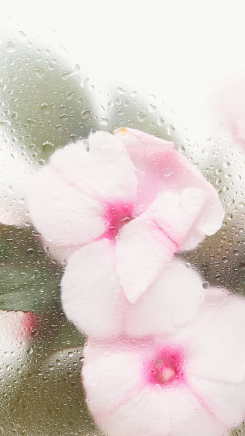 Photograph of Pink Flowers Behind a Glass