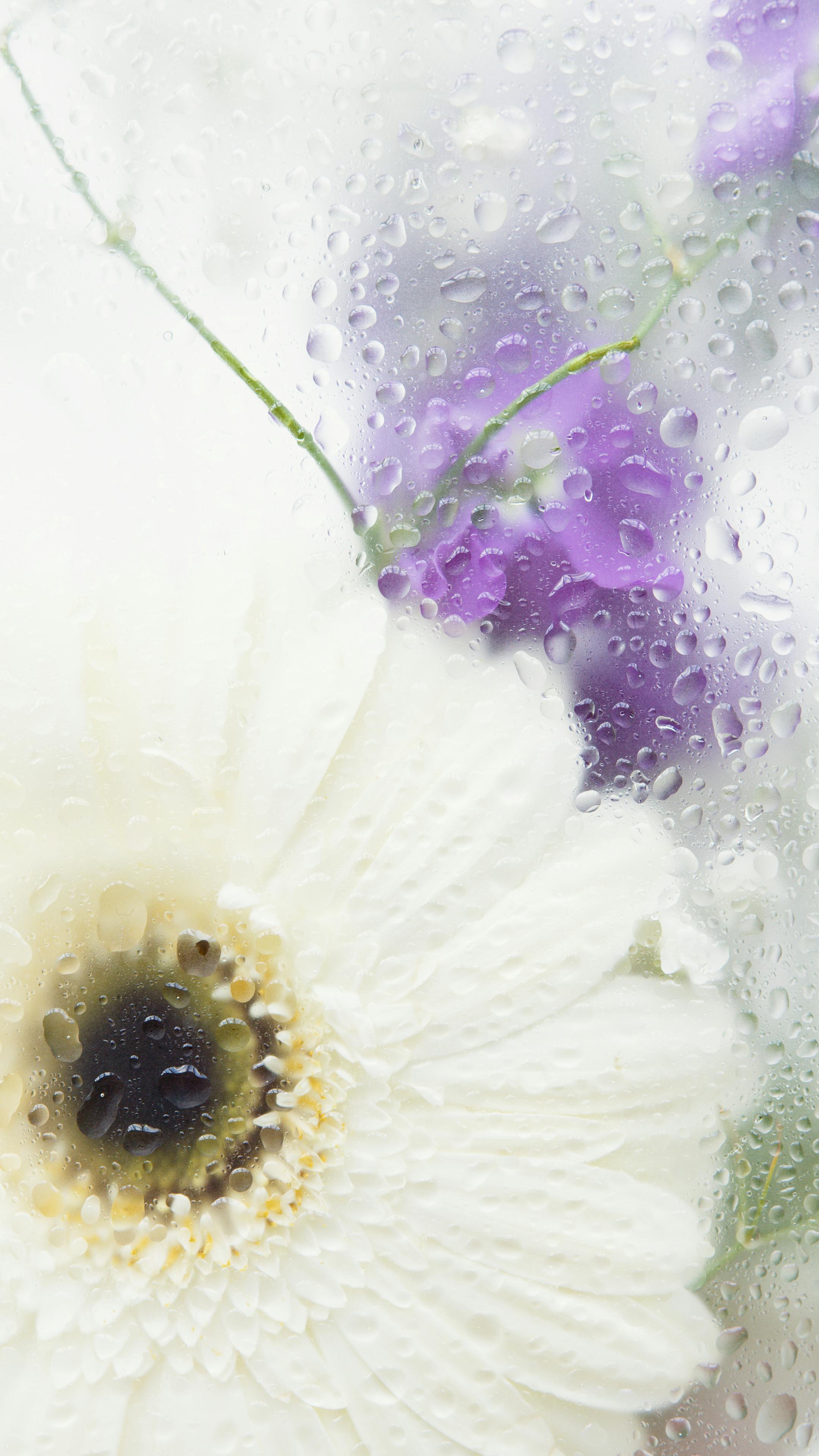White a Purple Flowers in the Wet Glass · Free Stock Photo