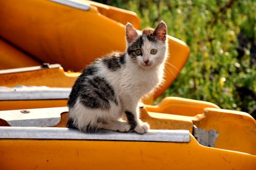 Kitten Sitting on a Platform