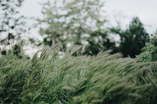 alan, bitki örtüsü, buğday içeren Ücretsiz stok fotoğraf