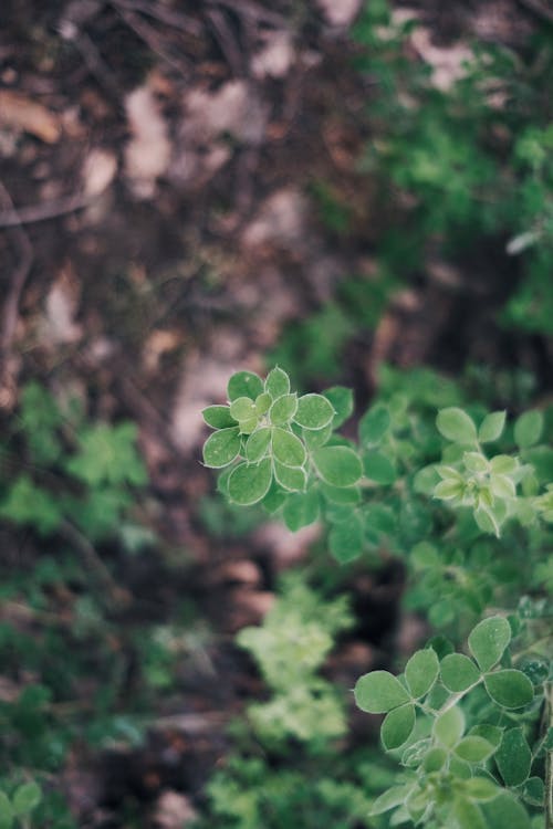 Close-Up Shot of Green Leaves