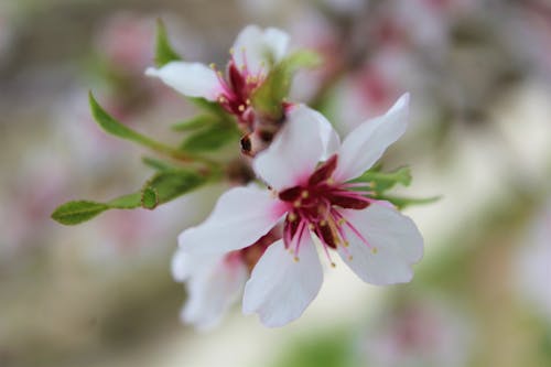 Fotobanka s bezplatnými fotkami na tému biele kvety, čerešňové kvety, flóra