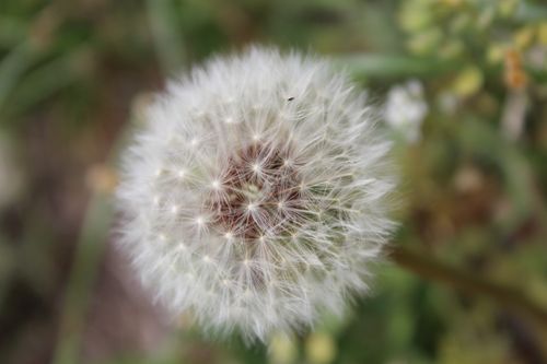 Free Close-up of a dandelion seed head with delicate white florets in a natural setting. Stock Photo