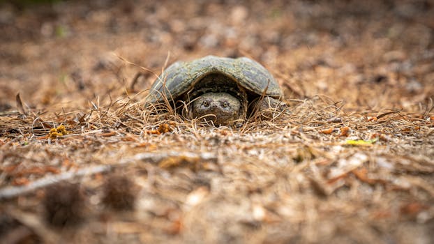 A tortoise blends with the dry grass and leaves, showcasing wildlife camouflage in North Carolina.