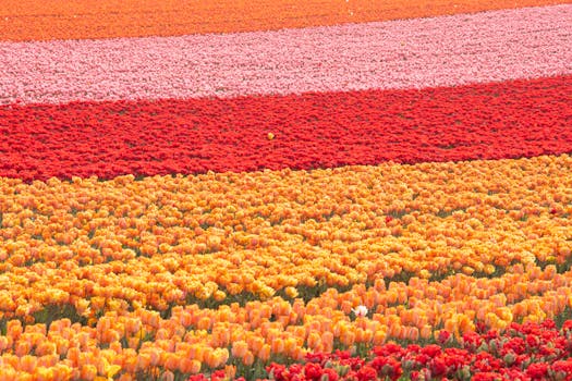 A colorful field of tulips in Neuss, Germany, showcasing vibrant spring blooms.